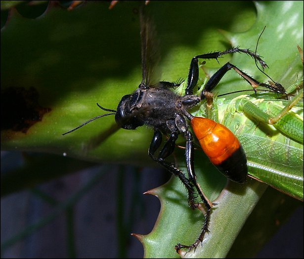 Palmodes occitanicus 4