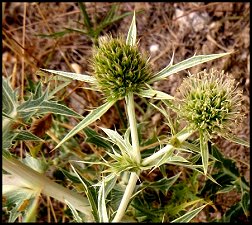 Panicaut