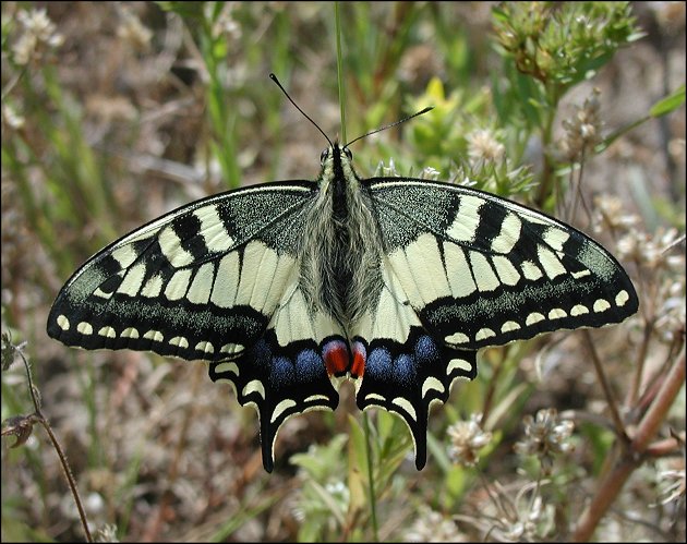 Papilio machaon 1