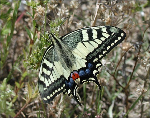 Papilio machaon 2