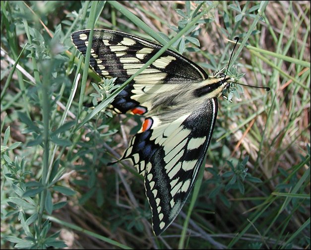 Papilio machaon 3