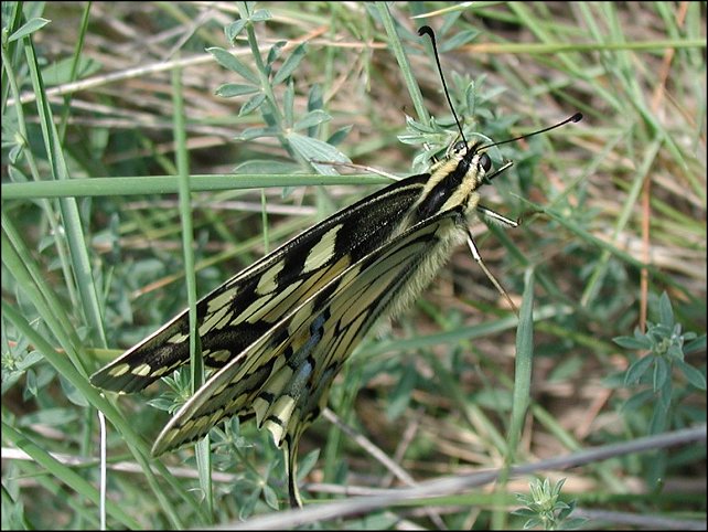 Papilio machaon 4