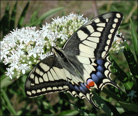 Papilio machaon 7