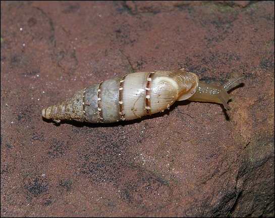 Papillifera papillaris 4