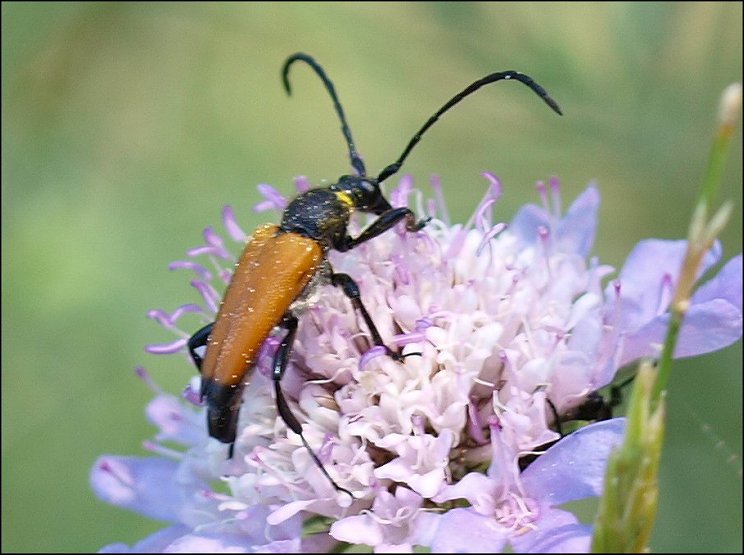 Paracorymbia fulva 1