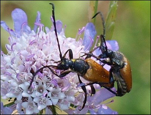 Paracorymbia fulva 2