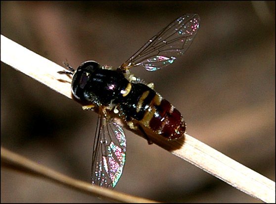 Paragus  quadrifasciatus