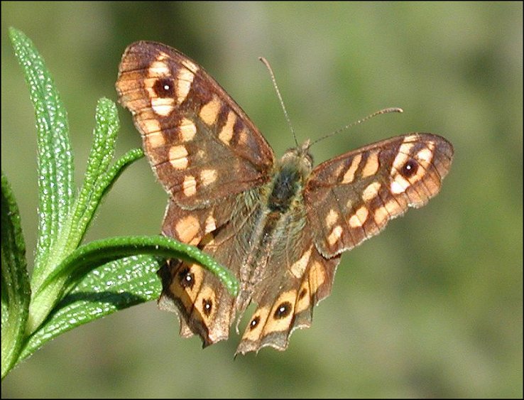 Pararge aegeria 2