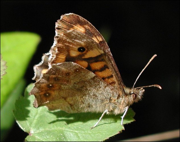 Pararge aegeria 3