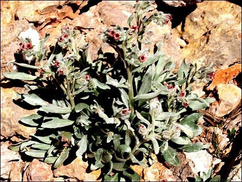 Pardoglossum cheirifolium 2