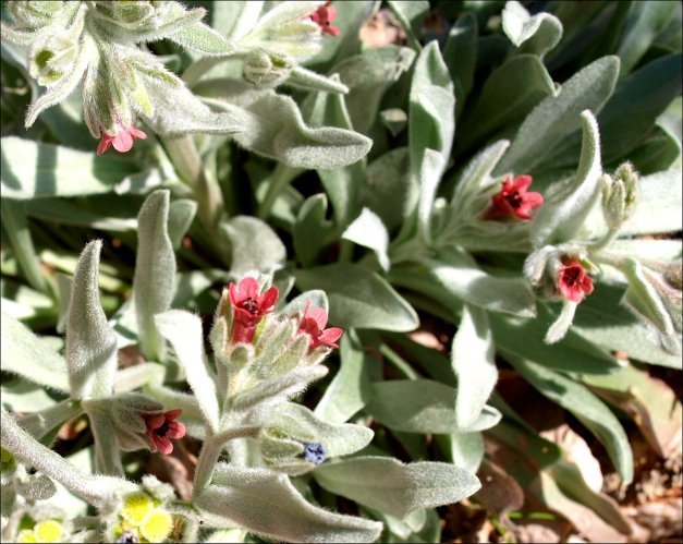 Pardoglossum cheirifolium 4