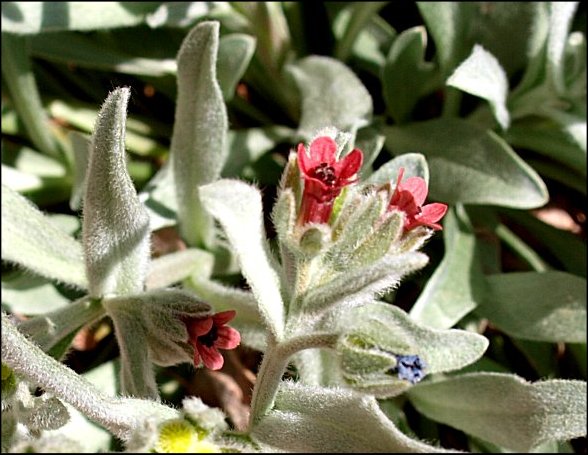 Pardoglossum cheirifolium 5