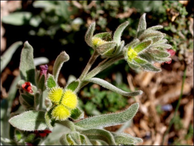 Pardoglossum cheirifolium 6
