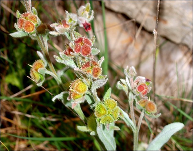 Pardoglossum cheirifolium 7