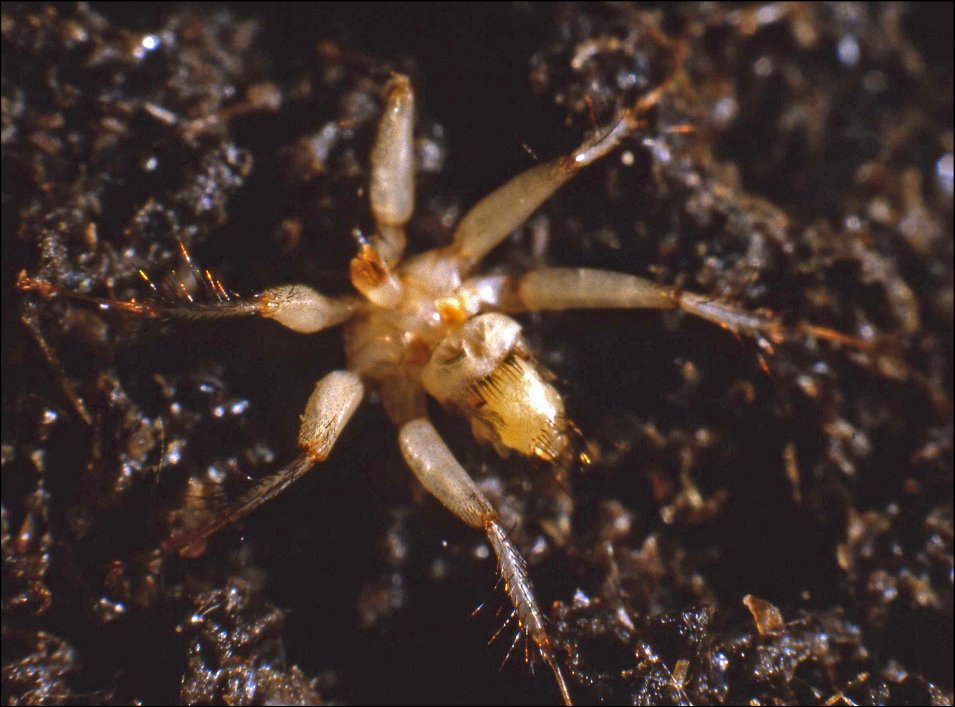 Penicillidia 4