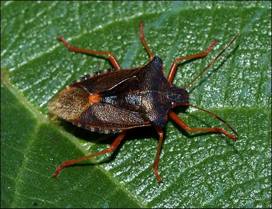 Pentatoma rufipes 1