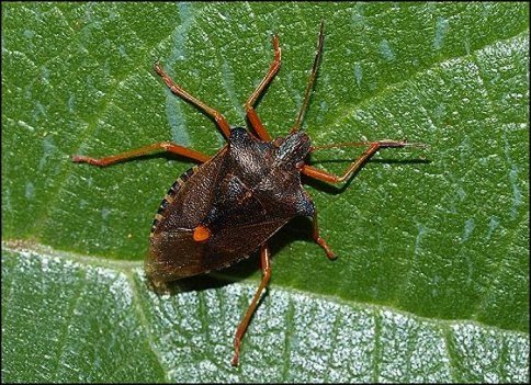 Pentatoma rufipes 2