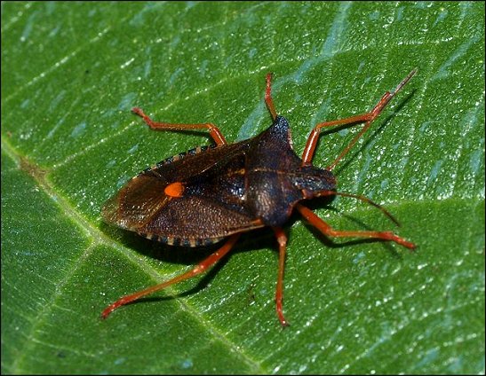 Pentatoma rufipes 3