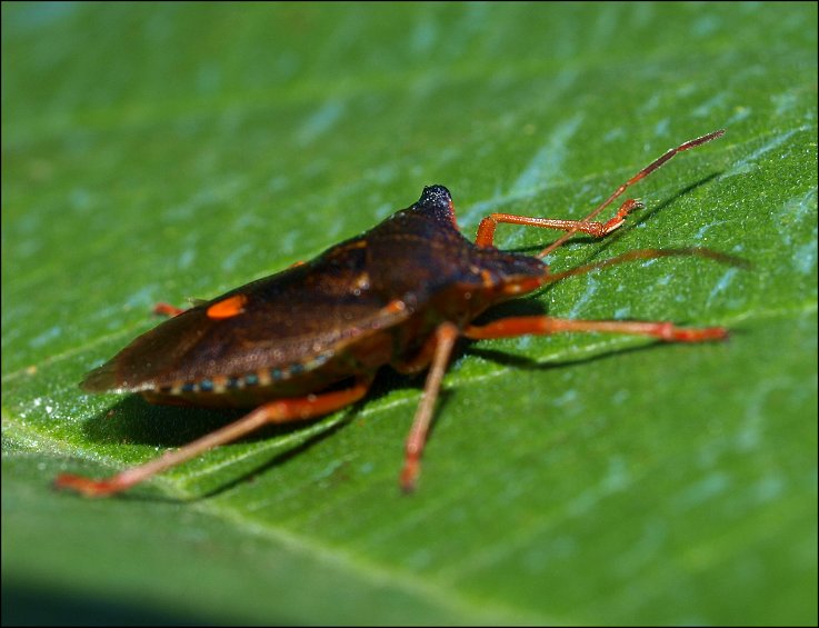 Pentatoma rufipes 4