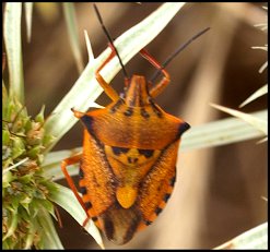Pentatome mridional