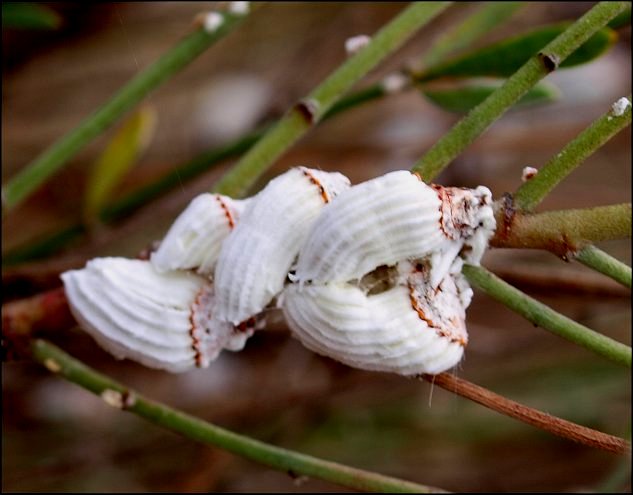 Pericerya 3
