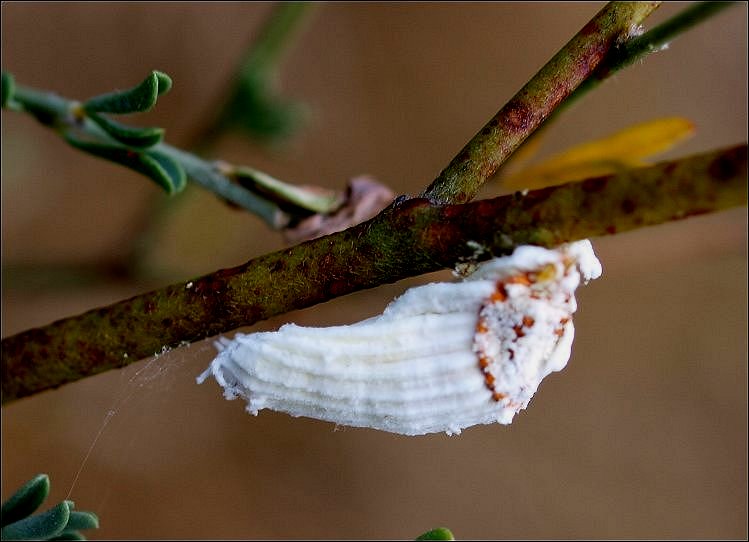 Pericerya 4