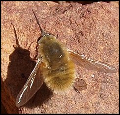 Petit Bombyle