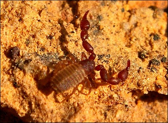 Pseudoscorpion