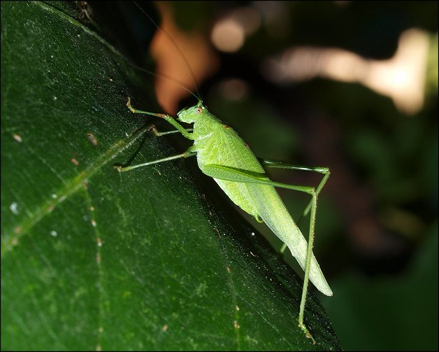 Phaneroptera nana 1