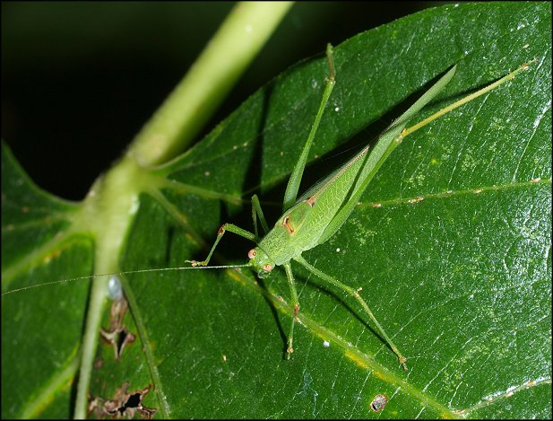 Phaneroptera nana 3