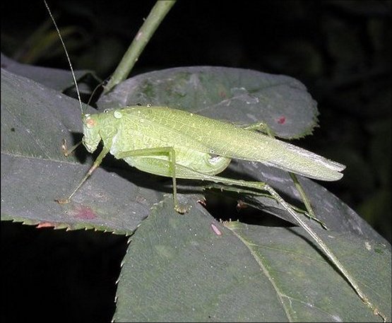 Phaneroptera nana 4