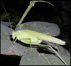 Phanroptre