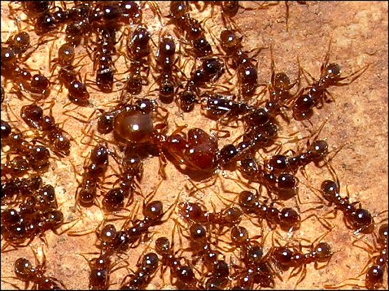 Pheidole pallidula 2