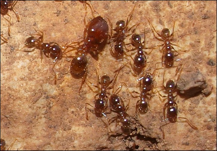 Pheidole pallidula 3