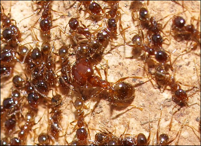 Pheidole pallidula 4