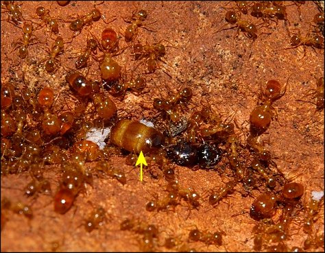 Pheidole pallidula 5