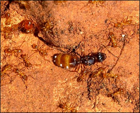 Pheidole pallidula 6