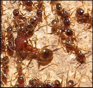 Pheidole