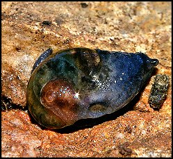 Phnacolimax