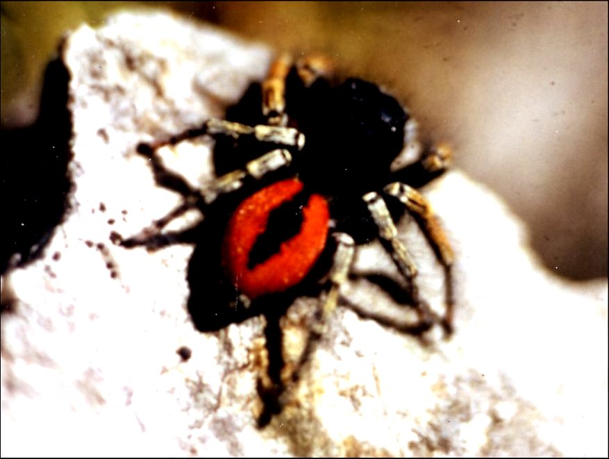 Philaeus chrysops 1