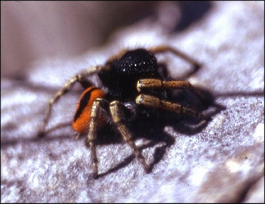 Philaeus chrysops 2