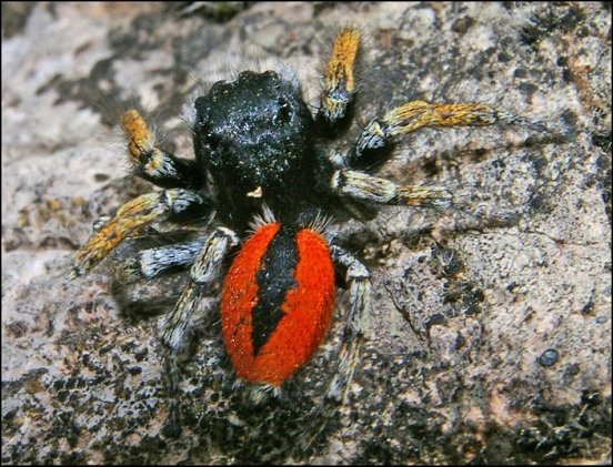 Philaeus chrysops 3