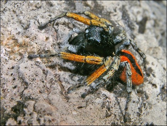 Philaeus chrysops 4