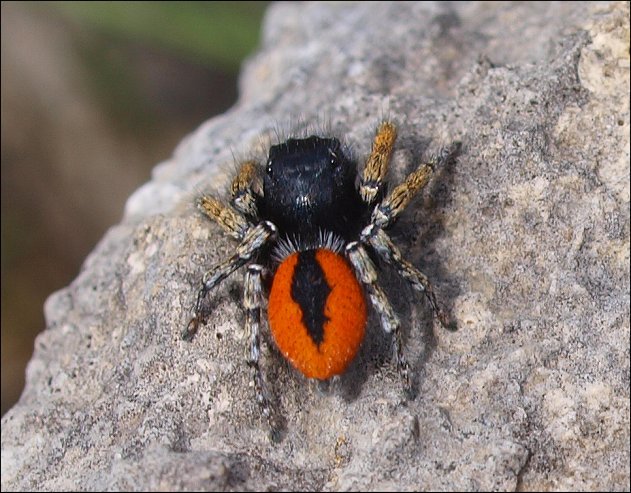 Philaeus chrysops 6