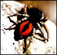 Philaeus