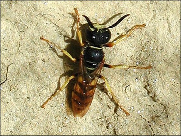 Philanthus 1