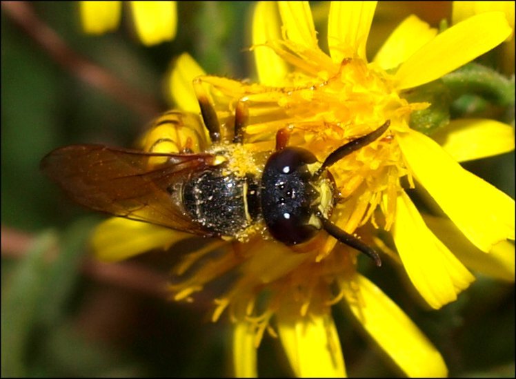 Philanthus 10