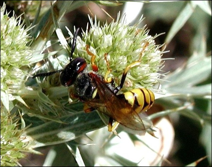 Philanthus 2