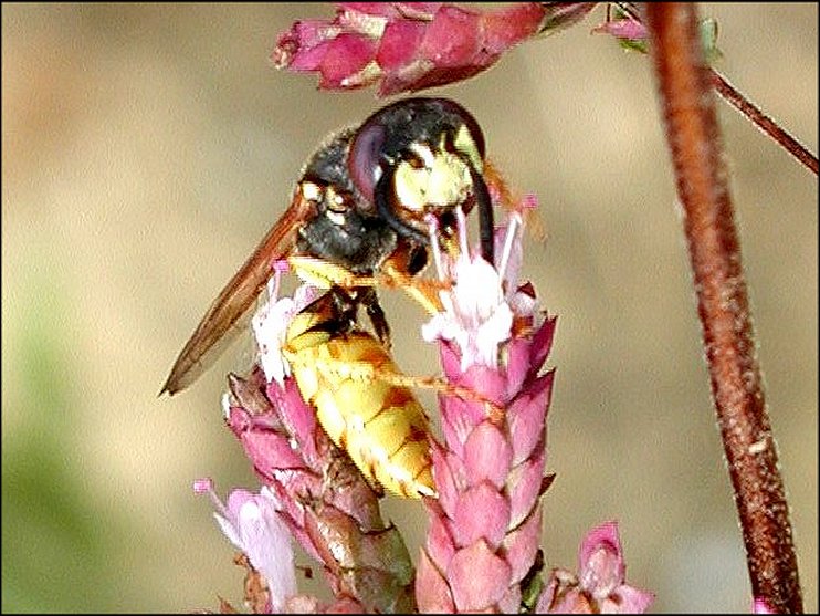 Philanthus 3