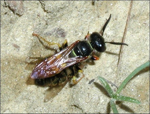 Philanthus 4